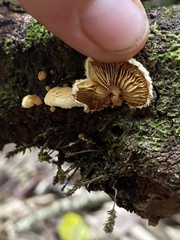 Pleuroflammula praestans