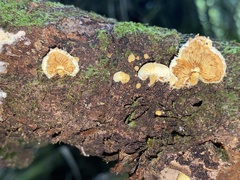 Pleuroflammula praestans