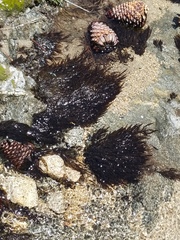 Fontinalis antipyretica