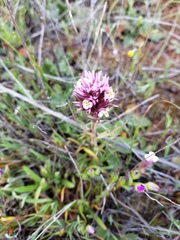 Castilleja densiflora