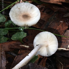 Leucoagaricus ooliekirrus