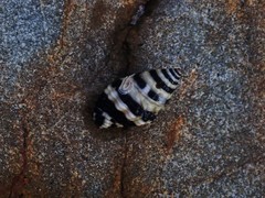 Engina zonalis