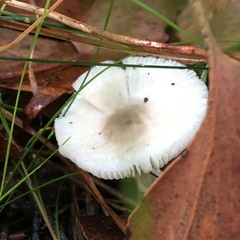 Leucoagaricus ooliekirrus
