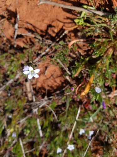 Chaparral gilia (Gilia angelensis)