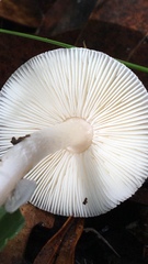 Leucoagaricus ooliekirrus