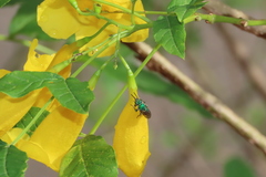 Pseudaugochlora graminea