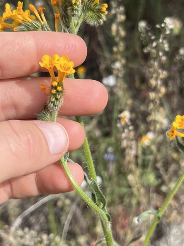 Eastwood's fiddleneck (Amsinckia eastwoodiae)