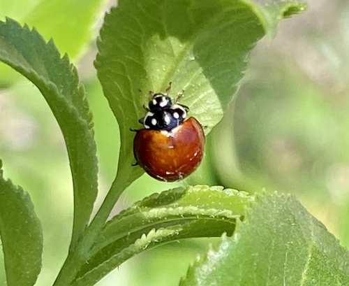 iNaturalist observation photo of Spotless Lady Beetle