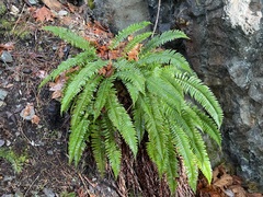 Polystichum californicum × munitum