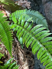 Polystichum californicum × munitum