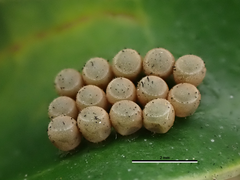 Glaucias amyoti