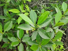 Rhizophora samoensis