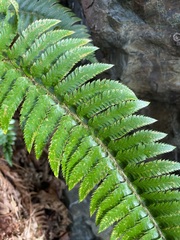 Polystichum californicum × munitum