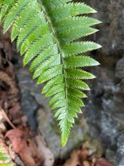 Polystichum californicum × munitum