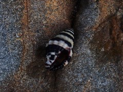 Engina zonalis