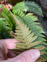 Polystichum californicum × munitum