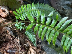 Polystichum californicum × munitum