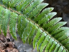Polystichum californicum × munitum