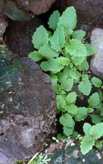 Senecio kermadecensis