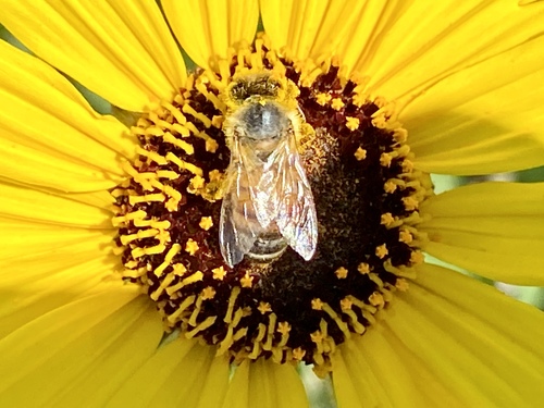 iNaturalist observation photo of Western Honey Bee