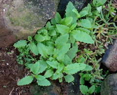 Senecio kermadecensis