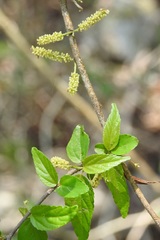 Acalypha leptopoda