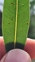 Angophora crassifolia