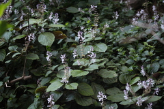 Plectranthus ciliatus