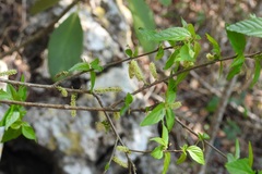 Acalypha leptopoda