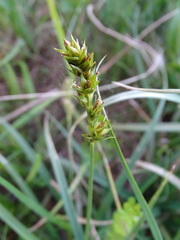 Carex spicata