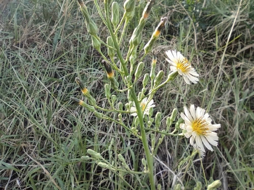 Lactuca indica image