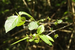 Acalypha leptopoda