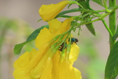 Pseudaugochlora graminea