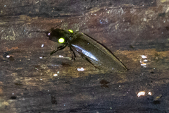 Pyrophorus noctilucus