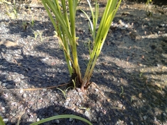 Cyperus iria image