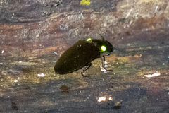 Pyrophorus noctilucus