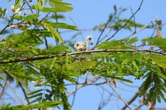 Leucaena collinsii