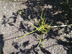 Cyperus iria image