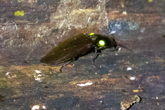 Pyrophorus noctilucus