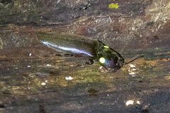 Pyrophorus noctilucus