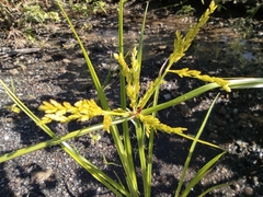 Cyperus iria image