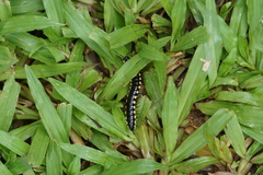 Asiomorpha coarctata