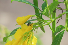 Pseudaugochlora graminea