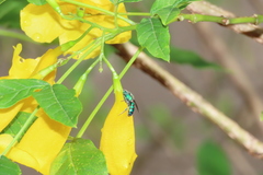 Pseudaugochlora graminea