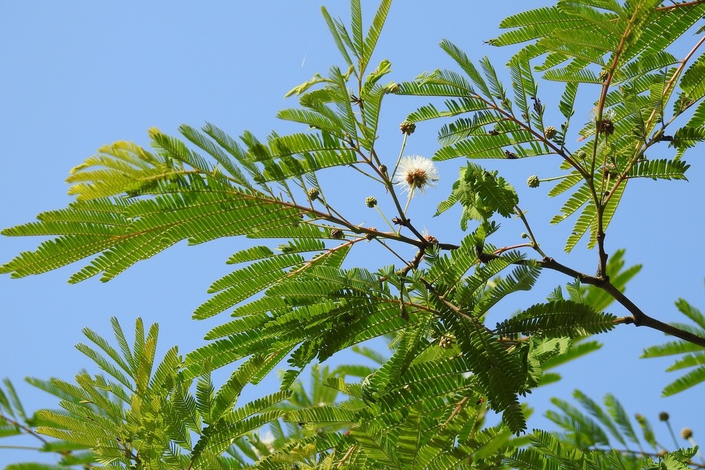 guaje (Árboles del departamento de Santa Rosa) · iNaturalist