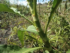 Persicaria senegalensis image