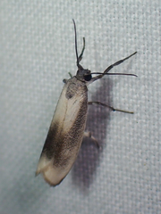 Nephelosia
