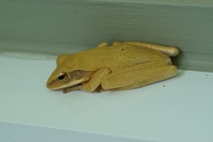 Polypedates leucomystax