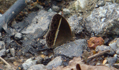 Mycalesis mamerta