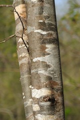 Leucaena collinsii